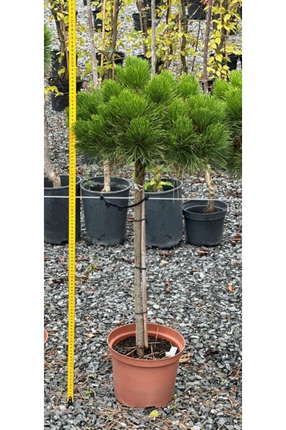 Сосна чорна Кабаненсіс Нана на штамбі в горщику